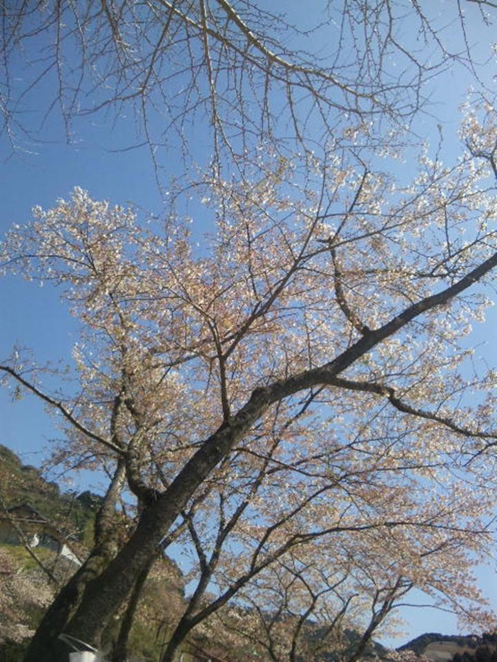 散りゆく桜.jpg